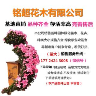 高度20厘米非洲茉莉