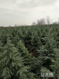 高度650厘米雪松