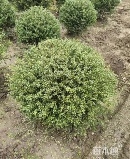 高度100厘米龟甲冬青