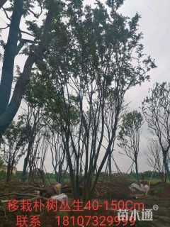 40公分多杆朴树