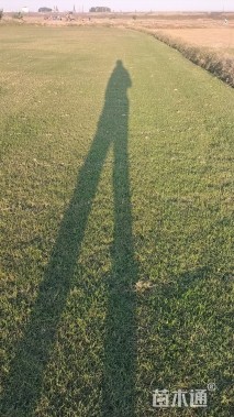 草卷状百慕大草