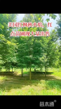 14公分美国红枫