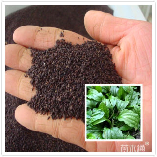 高度30厘米车前草