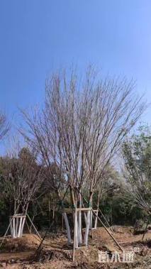 高度600厘米丛生五角枫