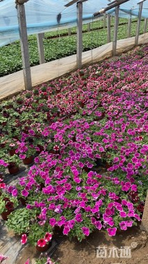 高度20厘米牵牛