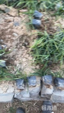 高度20厘米麦冬