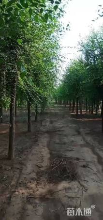 12公分榆树
