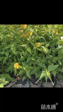 高度80厘米棣棠