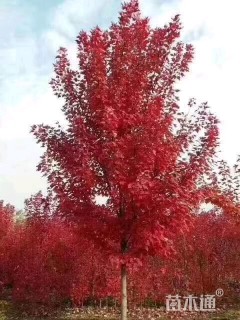 15公分美国红枫-秋火焰