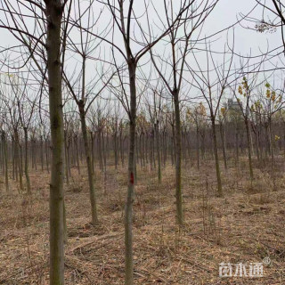 9公分苦楝树