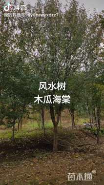15公分木瓜海棠