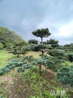 15公分造型五针松
