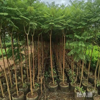 5公分蓝花楹