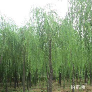 18公分垂柳