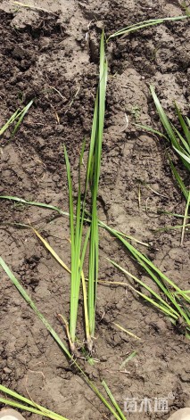 高度40厘米菖蒲