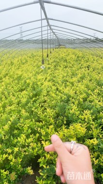 高度40厘米金森女贞小苗