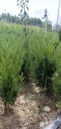 高度15厘米塔柏