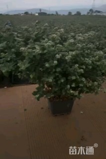 高度50厘米蓝莓
