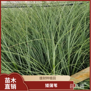 高度80厘米矮蒲苇