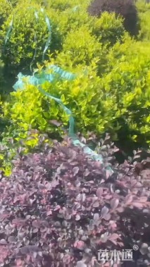 冠幅100厘米金森女贞球