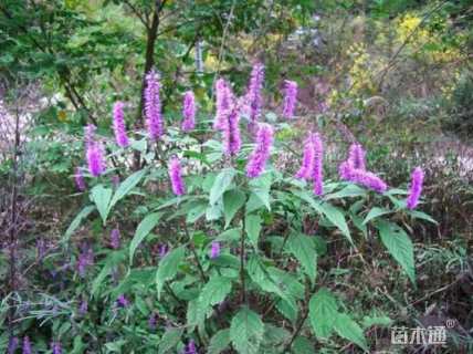 高度80厘米木本香薷