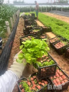 高度10厘米二月兰