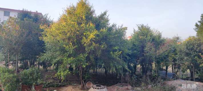 15公分红豆杉
