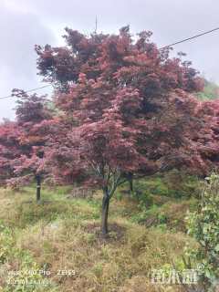 15公分中国红枫