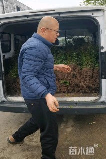 高度50厘米棣棠