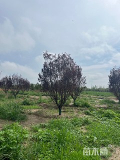 12公分中华太阳李