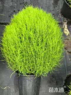 高度30厘米地肤