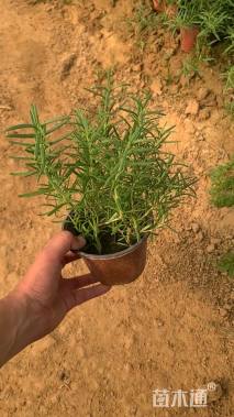高度20厘米迷迭香