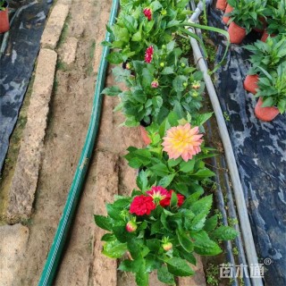 高度35厘米小丽花