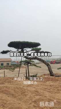 高度900厘米黑松