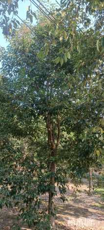 12公分大叶女贞