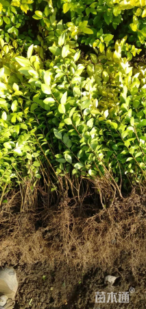 高度44厘米金叶女贞