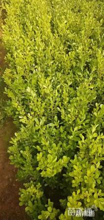 高度30厘米瓜子黄杨