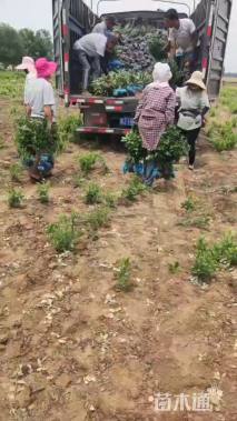 高度60厘米卫矛