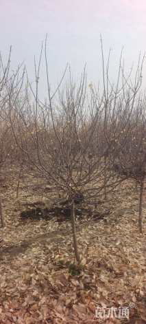 高度230厘米蜡梅