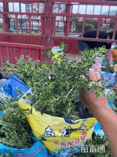 高度30厘米六月雪