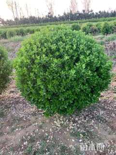 冠幅100厘米大叶黄杨球