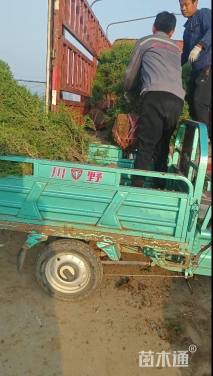 高度100厘米蜀桧