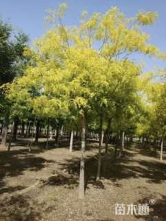 8公分黄金槐