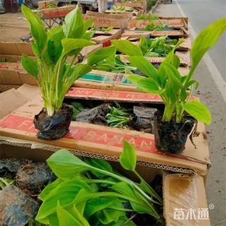 高度25厘米紫花玉簪