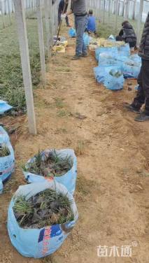 高度20厘米麦冬