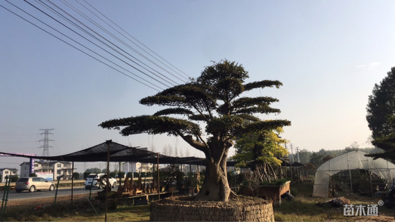 110公分榉树