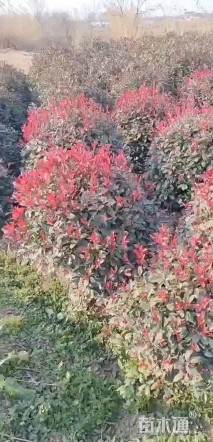 冠幅100厘米红叶石楠球
