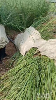 高度50厘米荻草