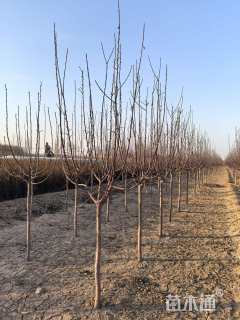 4公分绚丽海棠