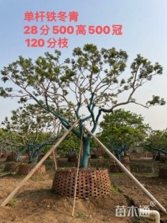30公分铁冬青